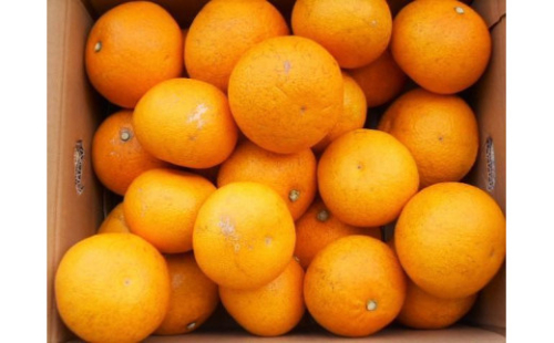 和歌山由良町産さつきはっさく 約10kg ［訳あり ご家庭用 赤秀・青秀］サイズ混合  ［SL42］ 1909711 - 和歌山県那智勝浦町