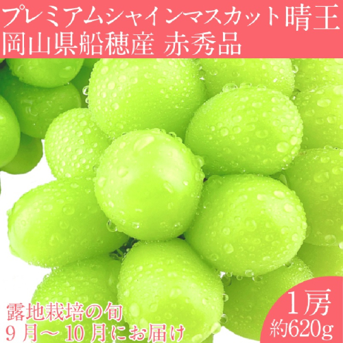 【2025年 予約受付中】  プレミアム シャインマスカット 晴王 1房約620g/ 岡山県 船穂産 赤秀品 種無し 皮ごと食べる みずみずしい 9月10月にお届け フレッシュ 晴れの国 おかやま 果物大国 彩美菜果 1910411 - 岡山県瀬戸内市