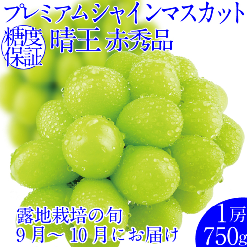 2025年予約受付中 プレミアムシャインマスカット晴王 1房約750g 人気 岡山県産 赤秀品 種無し 皮ごと食べる みずみずしい フレッシュ 晴れの国 おかやま 果物大国 ハレノフルーツ 1910416 - 岡山県瀬戸内市