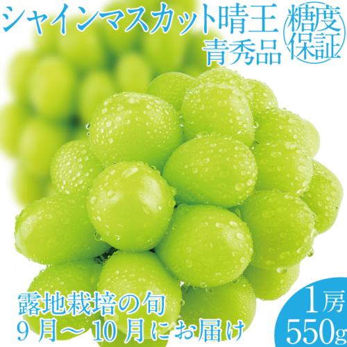 2025年 先行予約受付中 シャインマスカット晴王 1房 約550g 岡山県産 種無し 皮ごと食べる みずみずしい 甘い フレッシュ 瀬戸内 晴れの国 おかやま 果物大国 ハレノフルーツ 1910431 - 岡山県瀬戸内市