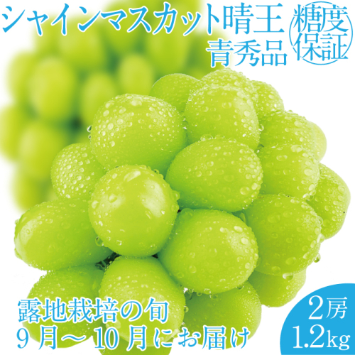 2025年 先行予約受付中 シャインマスカット晴王 2房 約1.2kg 岡山県産 種無し 皮ごと食べる みずみずしい 甘い フレッシュ 瀬戸内 晴れの国 おかやま 果物大国 ハレノフルーツ 1910435 - 岡山県瀬戸内市