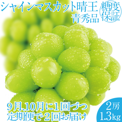 2025年 先行予約受付中【2回定期便】シャインマスカット晴王2房 約1.3kg 岡山県産 種無し 皮ごと食べる みずみずしい 甘い フレッシュ 瀬戸内 晴れの国 おかやま 果物大国 ハレノフルーツ 1910443 - 岡山県瀬戸内市