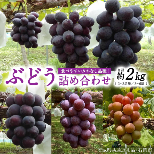 旬 の「 種なし ぶどう 」 詰め合わせ 約 2kg ( 3房 ～ 6房 ) 【茨城県共通返礼品/石岡市】 葡萄 ブドウ 種無し [FB011sa] 1910460 - 茨城県桜川市