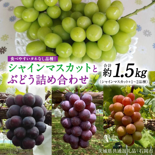 「 シャインマスカット 」と旬の「 種なしぶどう 」 詰め合わせ 約 1.5kg 【茨城県共通返礼品/石岡市】 葡萄 ブドウ 種無し [FB012sa] 1910461 - 茨城県桜川市