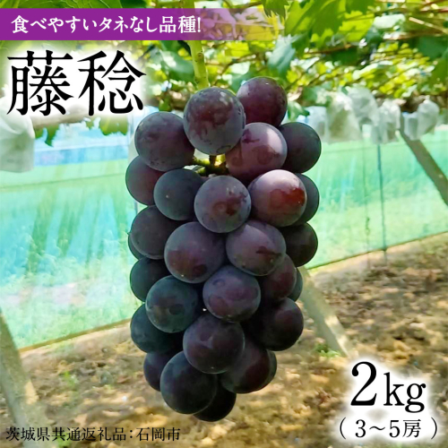 「 藤稔 ( 種なしぶどう )」 約 2kg ( 3房 ～ 5房 ) 【茨城県共通返礼品/石岡市】 葡萄 ブドウ 大粒 甘み 酸味 バランス [FB014sa] 1910464 - 茨城県桜川市