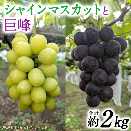「 シャインマスカット 」と「 巨峰 ( 種あり )」合計 約 2kg 【茨城県共通返礼品/石岡市】 葡萄 ブドウ [FB015sa] 1910466 - 茨城県桜川市