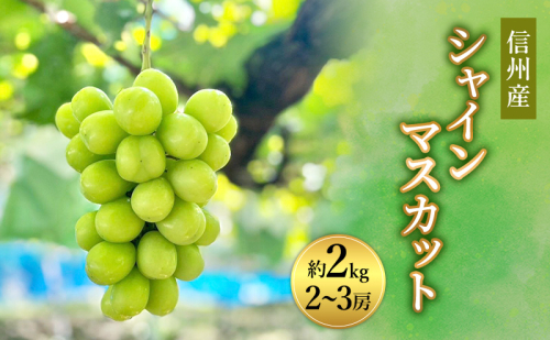 2026年産先行予約 ぶどう 信州産シャインマスカット約2kg（2～3房）葡萄 ブドウ フルーツ 果物 シャイン マスカット デザート おやつ 信州 長野 1910529 - 長野県長野市