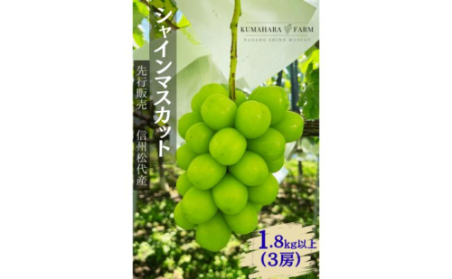 ぶどう シャインマスカット1.8kg以上 果物 信州 長野県 長野市  1910537 - 長野県長野市