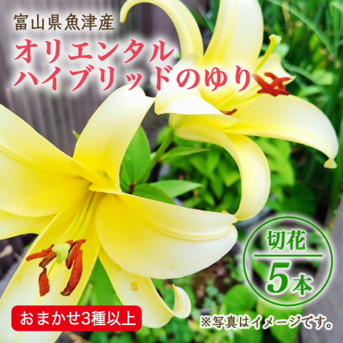 【早期予約】長引野丘陵 花の里 オリエンタルハイブリッド｜ゆり 切花 ※2026年6月～発送 1910878 - 富山県魚津市