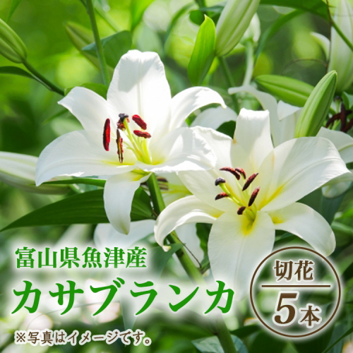 【早期予約】長引野丘陵 花の里 カサブランカ｜ゆり 切花 ※2026年7月～発送  1910880 - 富山県魚津市