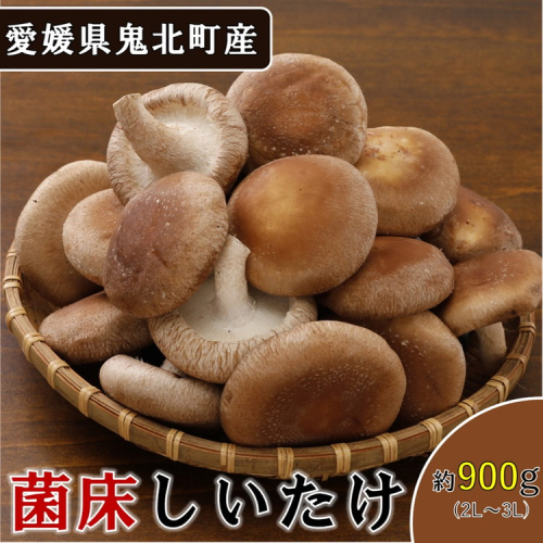 菌床しいたけ 900g（2L～3L）24個 ｜ 肉厚 収穫直後 新鮮 旨味たっぷり 菌床栽培 国産 きのこ キノコ 野菜 料理 食品 産地直送 自宅用 愛媛県鬼北町　※離島への配送不可　※2024年9月上旬～2025年7月下旬頃に順次発送予定 1910912 - 愛媛県鬼北町