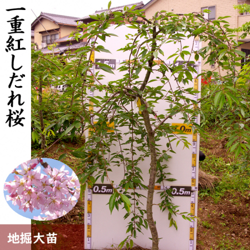 農園直送◇ サクラ (桜) 一重紅しだれ桜[地掘苗]＜すだ農園＞
※南関東、東海、関西、中国地方のみ配送可能（離島は不可）
※2025年3月上旬～3月中旬頃に順次発送予定 191363 - 京都府亀岡市