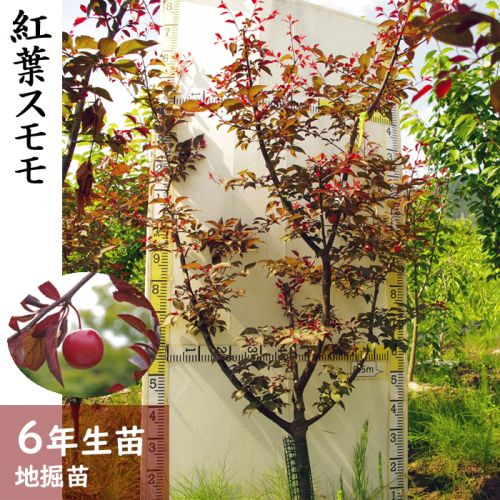 大苗◇紅葉スモモ(ベニバスモモ)[地掘苗]～実付実績あり～《果樹 果樹苗 苗木》 ※2024年11月中旬～2025年3月末頃に順次発送予定 ※北海道・沖縄・離島への配送不可 191376 - 京都府亀岡市