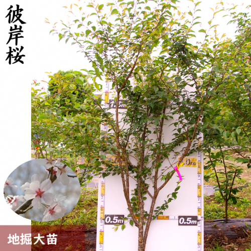 農園直送◇ サクラ (桜)彼岸桜(ヒガンザクラ)[地掘苗]＜すだ農園＞
※南関東、東海、関西、中国地方のみ配送可能（離島は不可）
※2025年3月上旬～3月中旬頃に順次発送予定 191378 - 京都府亀岡市