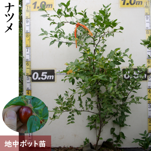 ＜すだ農園＞大苗 ◆ ナツメ(棗)[地中ポット苗]《果樹 果樹苗 落葉樹 苗木 育てやすい シンボルツリー》 ※2024年11月中旬～2025年4月末頃に順次発送予定 ※北海道・沖縄・離島への発送不可 191381 - 京都府亀岡市
