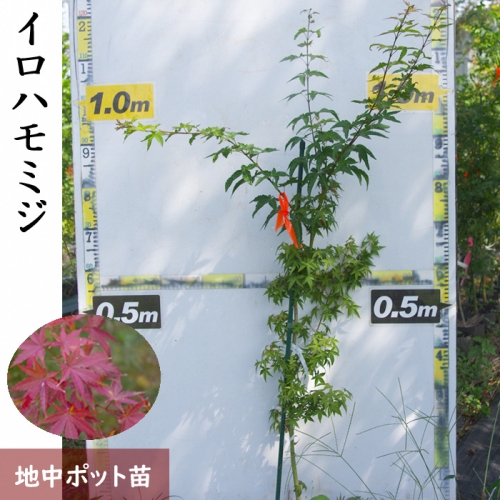 ＜すだ農園＞大苗◇モミジ(紅葉) イロハモミジ[実生・地中ポット苗]◇
※北海道・沖縄・離島への発送不可 191389 - 京都府亀岡市