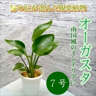 【C0-049】緑の匠が選んだ観葉植物　素敵な空間づくりに　オーガスタ　7号