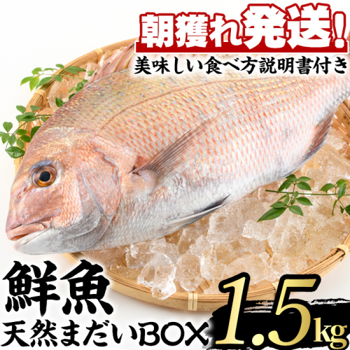 【0203205a】鮮度が命！鮮魚問屋が厳選した『天然真鯛』(1-2尾・総量1.5kg以上)魚 魚介類 鮮魚 海鮮 煮つけ 塩焼き【江川商店】 191569 - 鹿児島県東串良町