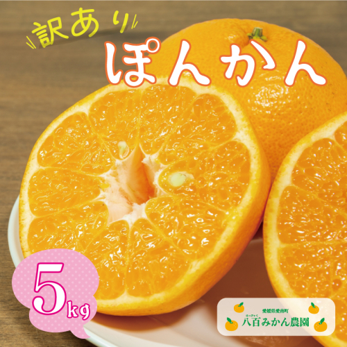 先行予約 訳あり ポンカン 5kg 7000円 ぽんかん みかん mikan 蜜柑 わけあり ミカン 家庭用 産地直送 国産 農家直送 防腐剤不使用 糖度 期間限定 数量限定 特産品 ゼリー ジュース アイス 人気 限定 甘い 果実 果肉 フルーツ 果物 柑橘 先行 事前 予約 受付 ビタミン 健康 美味しい おいしい ジューシー さわやか サイズ ミックス 八百みかん農園 愛南町 愛媛県 1916594 - 愛媛県愛南町