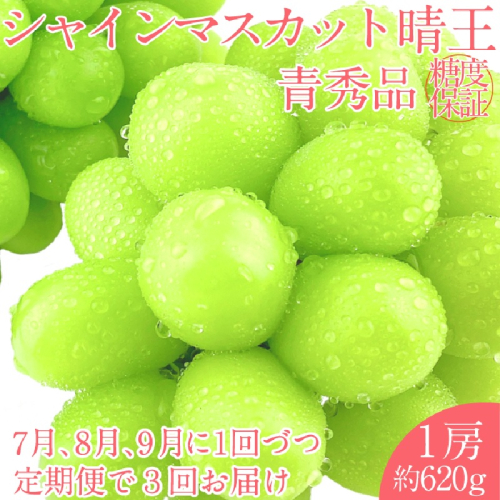 2025年 予約受付中【3回定期便】 シャインマスカット 晴王 1房 約620g 7月～9月出荷/ 岡山県産 種無し 皮ごと食べる みずみずしい  フレッシュ 晴れの国 おかやま 果物大国 彩美菜果 1916627 - 岡山県玉野市