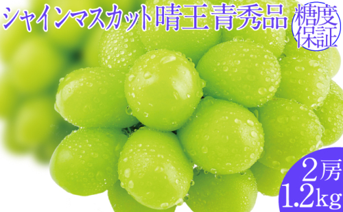 2026年予約受付中 シャインマスカット 晴王 7月～8月出荷 2房 約1.2kg  人気 岡山県産 種無し 皮ごと食べる みずみずしい  フレッシュ 晴れの国 おかやま 果物大国 ハレノフルーツ 1916662 - 岡山県玉野市