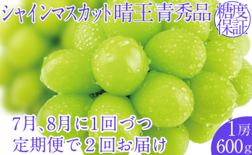 2025年予約受付中【2回定期便】シャインマスカット晴王 1房 約600g 7月8月に出荷 人気 岡山県産 種無し 皮ごと食べる みずみずしい  フレッシュ 晴れの国 おかやま 果物大国 ハレノフルーツ 1916664 - 岡山県玉野市