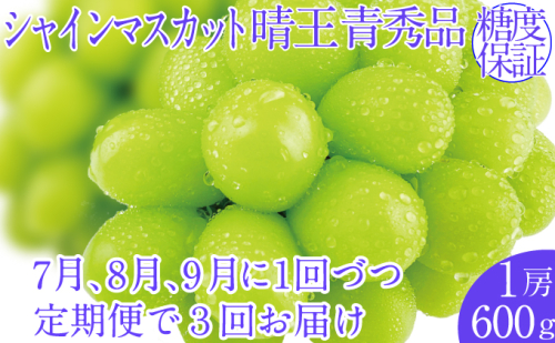 2026年予約受付中【3回定期便】シャインマスカット晴王 1房 約600g 7月8月9月に出荷 人気 岡山県産 種無し 皮ごと食べる みずみずしい   おかやま 果物大国 ハレノフルーツ 1916665 - 岡山県玉野市