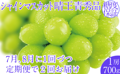 2025年予約受付中【2回定期便】シャインマスカット晴王1房 約700g 7月8月に出荷  人気 岡山県産 種無し 皮ごと食べる みずみずしい  フレッシュ 晴れの国 おかやま 果物大国 ハレノフルーツ 1916666 - 岡山県玉野市