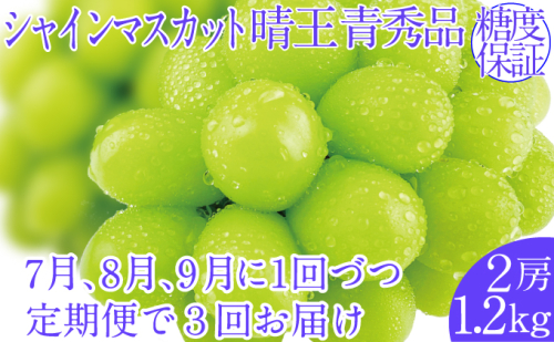 2025年予約受付中【3回定期便】シャインマスカット晴王2房 約1.2kg 7月8月9月に出荷 人気 岡山県産 種無し 皮ごと食べる みずみずしい  フレッシュ 晴れの国 おかやま 果物大国 ハレノフルーツ 1916669 - 岡山県玉野市