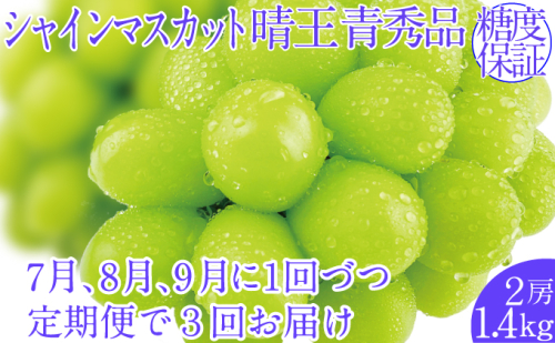 2025年予約受付中【3回定期便】シャインマスカット晴王 2房 約1.4kg 7月8月9月に出荷  人気 岡山県産 種無し 皮ごと食べる みずみずしい   ハレノフルーツ 1916671 - 岡山県玉野市