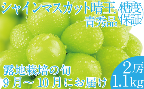 2025年 先行予約受付中 シャインマスカット晴王2房 約1.1kg 岡山県産 種無し 皮ごと食べる みずみずしい 甘い フレッシュ 瀬戸内 晴れの国 おかやま 果物大国 ハレノフルーツ 1916675 - 岡山県玉野市