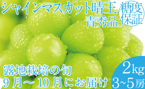 2025年 先行予約受付中 シャインマスカット晴王 約2kg(3～5房） 岡山県産 種無し 皮ごと食べる みずみずしい 甘い フレッシュ 瀬戸内 晴れの国 おかやま 果物大国 ハレノフルーツ 1916679 - 岡山県玉野市