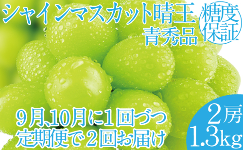 2025年 先行予約受付中【2回定期便】シャインマスカット晴王2房 約1.3kg 岡山県産 種無し 皮ごと食べる みずみずしい 甘い フレッシュ 瀬戸内 晴れの国 おかやま 果物大国 ハレノフルーツ 1916684 - 岡山県玉野市