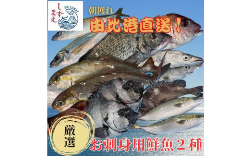 しずまえ！お刺身用鮮魚ボックス(厳選２種入り) 1917074 - 静岡県静岡市