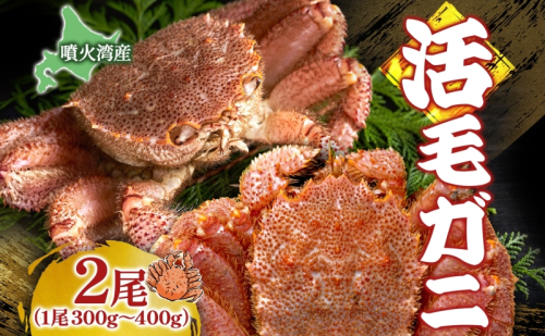 北海道 噴火湾産 活毛がに 2尾 （1尾300g～400g） 2025年6月下旬～7月中旬お届け 先行受付 北海道産 旬 新鮮 毛がに かに カニ 蟹 毛ガニ 毛蟹 カニ味噌 天然 噴火湾 産地直送 お取り寄せ 贈答 冷蔵 洞爺湖町 1919583 - 北海道洞爺湖町