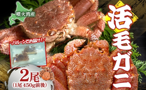  先行受付 北海道 噴火湾産 活毛がに 450g前後×2尾  2026年6月下旬～7月上旬お届け 北海道産 旬 新鮮 毛がに かに カニ 蟹 毛ガニ 毛蟹 カニ味噌 天然 噴火湾 産地直送 お取り寄せ 冷蔵 洞爺湖町  1919584 - 北海道洞爺湖町