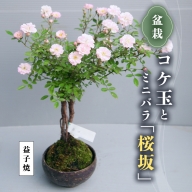 コケ玉ミニバラ盆栽「桜坂」 母の日 ギフト 花[BN006ci]
