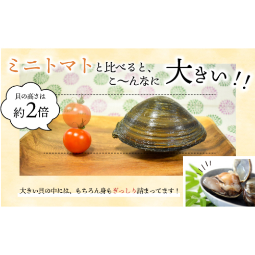 浦河前浜産「活ホッキ貝」2kg以上[02-280] 192038 - 北海道浦河町