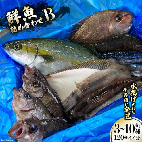 鮮魚 詰め合わせ B 3～10魚種 120サイズ分 [さんりくみらい 宮城県 気仙沼市 20563532] 産地直送 旬 魚介 魚 さかな 192048 - 宮城県気仙沼市