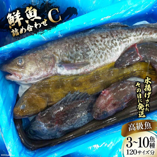 鮮魚 詰め合わせ C 3～10高級魚種 120サイズ分 [さんりくみらい 宮城県 気仙沼市 20563533] 産地直送 旬 魚介 魚 さかな 192051 - 宮城県気仙沼市