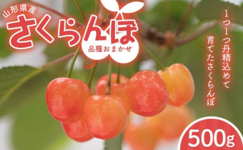 FYN6-053 ≪2026年先行予約≫山形県 品種おまかせ さくらんぼ 500g M～L 秀品 バラパック 2026年6月上旬頃から順次発送  果物 くだもの フルーツ 夏果物 サクランボ チェリー ご自宅用 ご家庭用  山形県 西川町 月山
