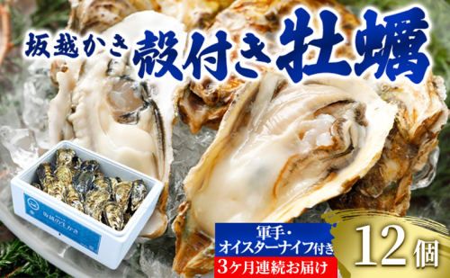 【発送月固定定期便】生食OK 坂越か
き 殻付き牡蠣 12個 軍手・オイスタ
ーナイフ付全3回 1927793 - 兵庫県赤穂市