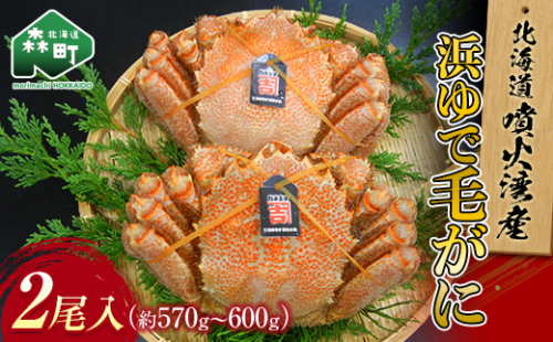 北海道噴火湾産「カネキチ」浜ゆで毛ガニ2尾入＜カネキチ澤田水産＞ かに カニ 蟹 ガニ がに 森町 ふるさと納税 北海道 毛蟹 毛かに 毛ガニ 毛カニ mr1-0012 192827 - 北海道森町