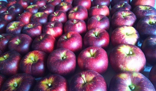 りんご 加工用 24kg 品種おまかせ 192843 - 長野県中野市