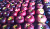 りんご 加工用 24kg 品種おまかせ