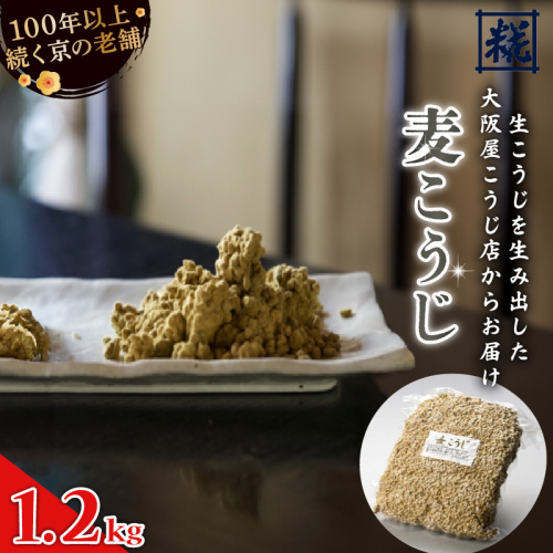 麦こうじ 1升 （1.2kg） ： 麦麹 米麹 麹 生こうじ 麦生こうじ 生麹 米麹 手作り 塩麹 味噌 糀味噌 麦みそ 麦味噌 こうじ味噌 麹甘酒 甘酒 和食 発酵食品 味噌づくり 自家製 食品添加物 無添加 冷蔵 京都府 舞鶴市 大阪屋こうじ店 京 老舗 京都 舞鶴 1929801 - 京都府舞鶴市