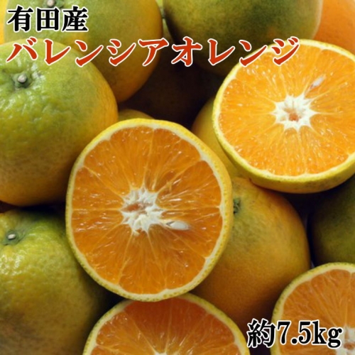 ZD6337n_有田産 濃厚 バレンシアオレンジ 約7.5kg 192981 - 和歌山県湯浅町