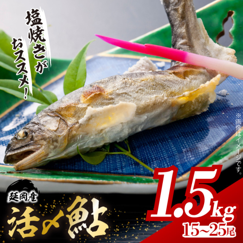 【2026年5月以降発送】延岡どれ鮎（冷凍）1.5kg N017-YA6615 193107 - 宮崎県延岡市