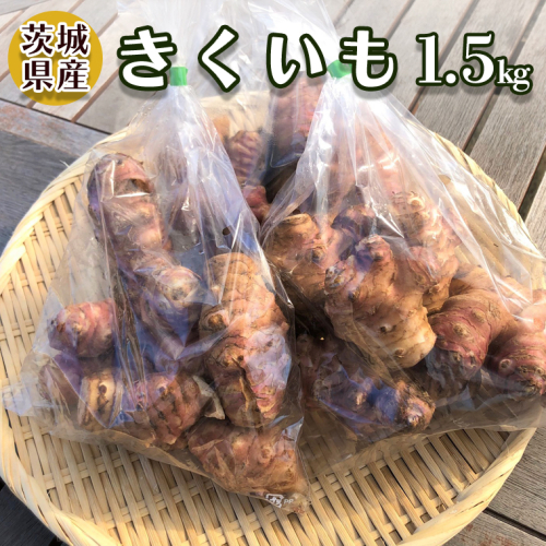 茨城県産 「 菊芋 」 1.5kg キクイモ 芋 菊芋チップス 新鮮 野菜 旬 健康食材 おやつ おつまみ 194023 - 茨城県牛久市