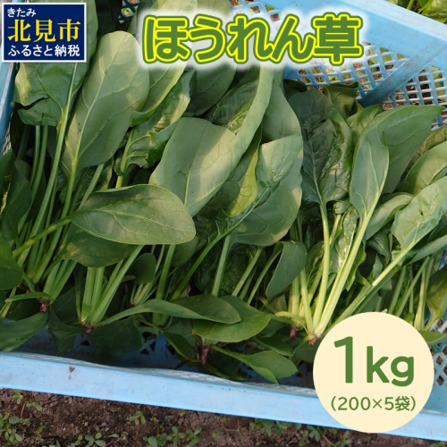 【予約：2025年6月中旬から順次発送】北海道北見産 朝採れ ほうれん草 1kg 200g×5袋 ( 新鮮 採れたて ホウレンソウ ほうれんそう ハウス栽培 )【164-0008】 1941218 - 北海道北見市